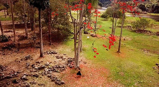 Newsletter Celebre Conosco 20260424 Viva a Libras, Língua Brasileira de Sinais! - CATÁLOGO ARTE E NATUREZA